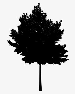Tree Woody Plant Silhouette - Transparent Background Tree Silhouette Png, Png Download, Free Download