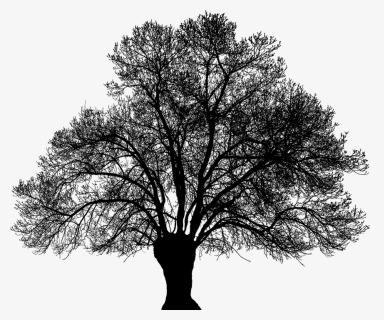 Oak, HD Png Download, Free Download