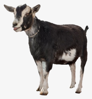 Goat Png File - Transparent Background Goat Clipart, Png Download, Free Download