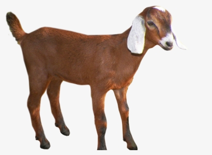 Goat Png Transparent Images - Transparent Background Goat Clipart, Png Download, Free Download