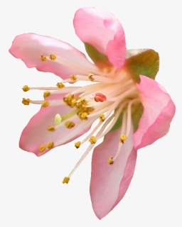 Blossom Transparent Png - Flower Png Cherry Blossom Transparent Background, Png Download, Free Download