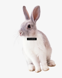 "ready For Flight - Rabbit Transparent Background, HD Png Download, Free Download