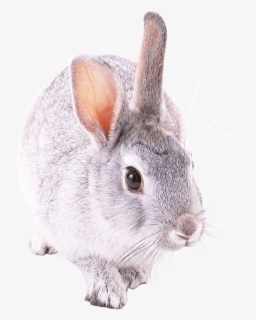White Rabbit Png Free Images - Chinchilla Rabbit Png, Transparent Png, Free Download