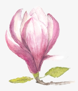Background - Magnolia, HD Png Download, Free Download