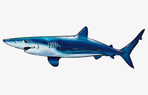 Shark, HD Png Download, Free Download