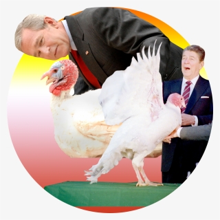 George W Bush Turkey, HD Png Download, Free Download
