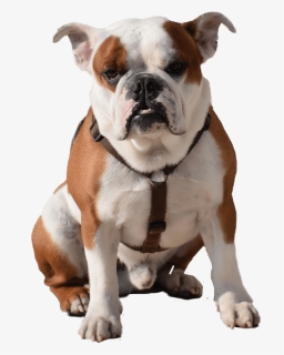 French Bulldog Puppy Boxer Miniature Schnauzer - Bulldog Png, Transparent Png, Free Download