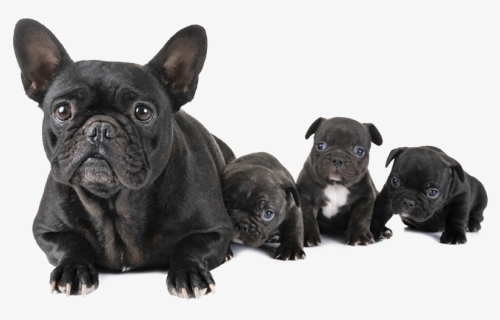 French Bulldog Png, Transparent Png, Free Download