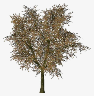 3d Trees - Norway Maple - Acca Software - Maple, HD Png Download, Free Download