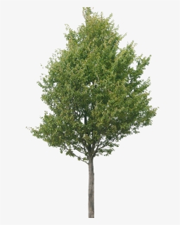 Trees Jpg, HD Png Download, Free Download