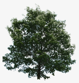 River Birch Png, Transparent Png, Free Download