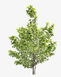 Trees - Maple Leaf, HD Png Download, Free Download