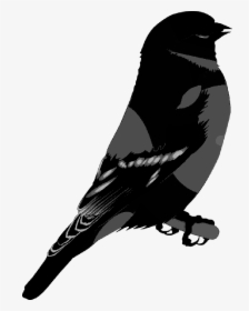 American Crow Common Raven Crow Family Silhouette - Illustration, HD Png Download, Free Download