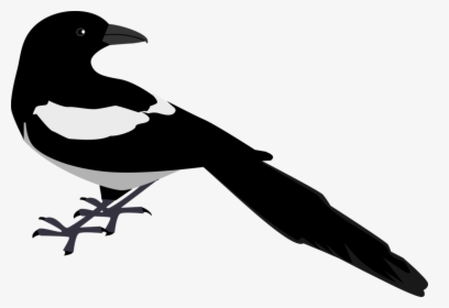 Crow Like Bird,silhouette,american Crow - Magpie Clip Art, HD Png Download, Free Download