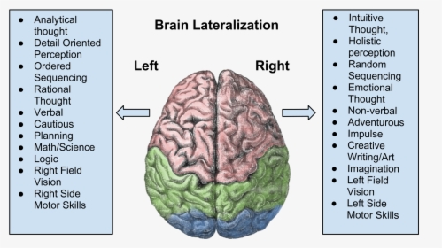 Brain Lateralization, HD Png Download, Free Download
