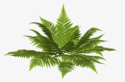 Fern Plan Png, Transparent Png, Free Download