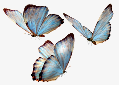Transparent Corazon Png Para Photoscape - Butterfly Png, Png Download, Free Download