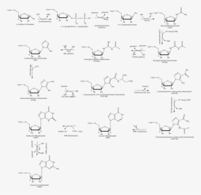 Structure Of Guanosine Monophosphate, HD Png Download, Free Download
