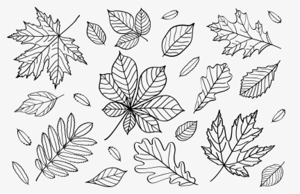 Transparent Fall Leaves Clipart - Outline Fall Leaves Clipart, HD Png Download, Free Download