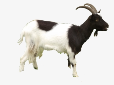Goat Png Background - Goat Images Png, Transparent Png, Free Download