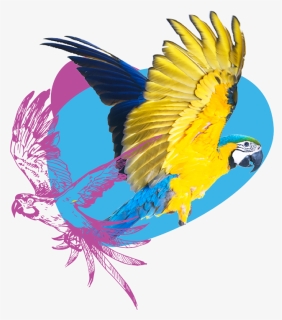 Birds - Macaw, HD Png Download, Free Download