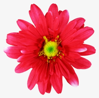 Common Daisy Pink Flowers Dahlia - Pink Cut Out Florwer, HD Png Download, Free Download