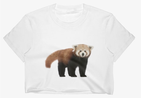 "  Class="lazyload Lazyload Mirage Cloudzoom Featured - Red Panda, HD Png Download, Free Download