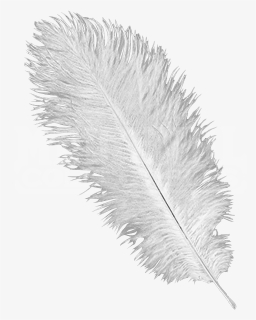 Ostrich Feathers Png - Transparent Ostrich Feather Png, Png Download, Free Download