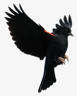 Red-winged Blackbird Common Blackbird Flight Finches - Red Winged Blackbird Landing, HD Png Download, Free Download