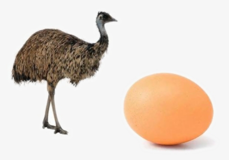 Ostrich Png Photo - Emu Png, Transparent Png, Free Download