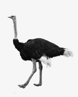 Ostrich Transparent Background, HD Png Download, Free Download