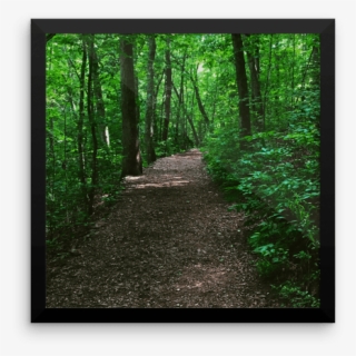 Forest Path Photograph Poster Print - Old-growth Forest, HD Png Download, Free Download