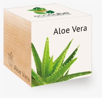 Transparent Aloe Vera Png - Aloe Vera Plant Cube, Png Download, Free Download