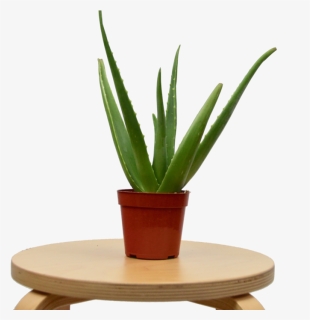 Transparent Table Plant Png - Coffee Table, Png Download, Free Download