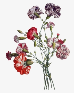 Transparent Vintage Floral Png - Illustration Flower, Png Download, Free Download