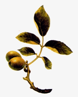 Fruit, HD Png Download, Free Download