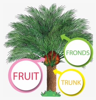 The Productive Oil Palm - Palm Oil Tree Png, Transparent Png, Free Download