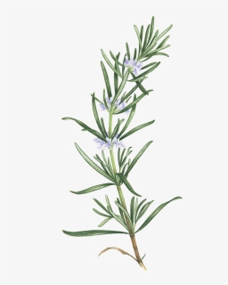 Rosemary Png, Transparent Png, Free Download