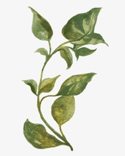 Green Vine Transparent Decorative - Herbs Watercolor, HD Png Download, Free Download