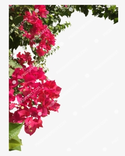 Transparent Bougainvillea Png - Bougainvillea, Png Download, Free Download