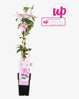 Bougainvillea , Png Download - Dendrobium, Transparent Png, Free Download