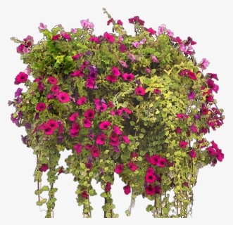 Transparent Bougainvillea Png, Png Download, Free Download