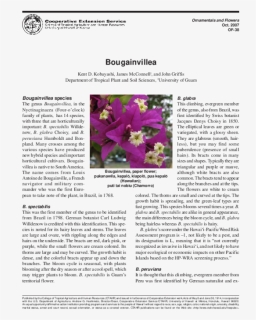 Importance Of The Bougainvillea, HD Png Download, Free Download