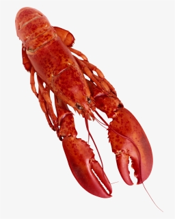  crayfish Pictures Png - Transparent Background Lobster Png, Png Download, Free Download