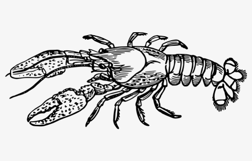 Transparent Crawfish Clipart - Crayfish Black And White Clipart, HD Png Download, Free Download