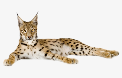 Lynx Background Transparent - Lynx Png, Png Download, Free Download