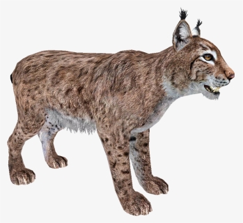 Walking Lynx Png Photo - Eurasian Lynx Png, Transparent Png, Free Download