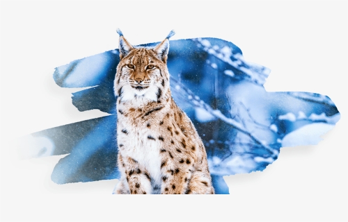 Wild Cat, HD Png Download, Free Download