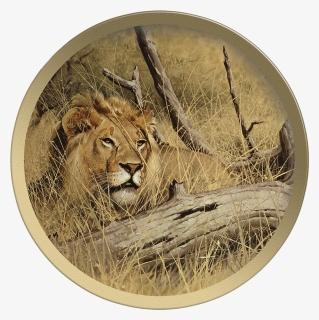 Siberian Tiger Head Plate - Circle, HD Png Download, Free Download