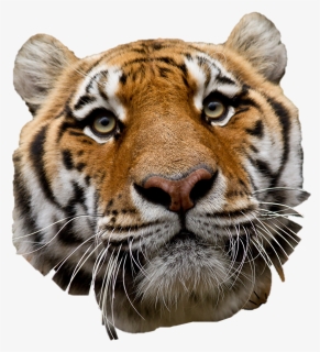 Tiger Head - Siberian Tiger, HD Png Download, Free Download